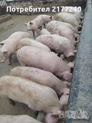 Продавам прасета, снимка 1
