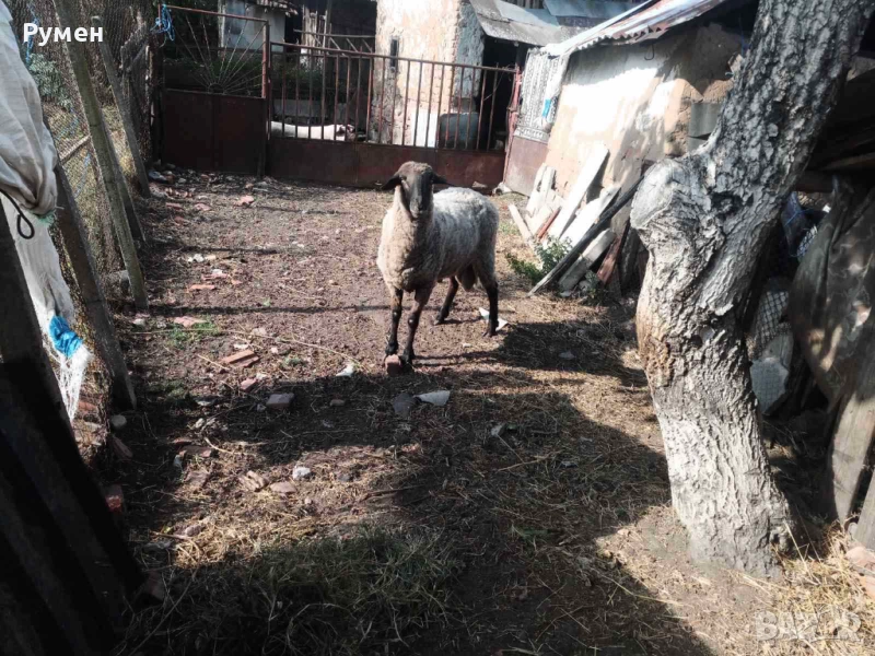 Млад Овен, снимка 1