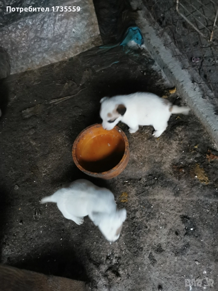 Жак ръсел териер. Късокраки. , снимка 1