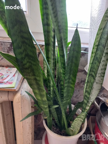 Цвете Сансевиера индийски меч, снимка 1