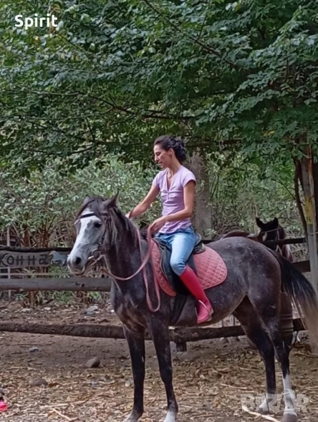 Ездитна арабска шагия Флика, снимка 1