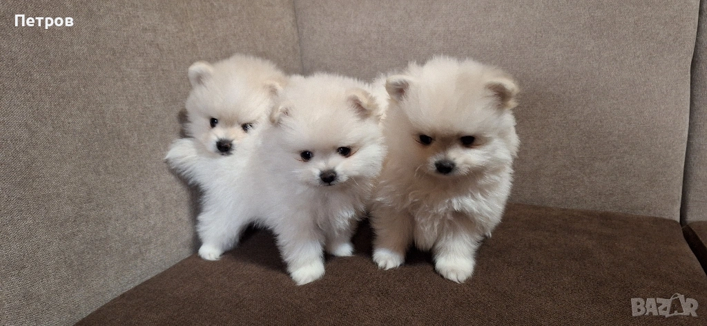 Померан - Момчета и момиче, снимка 1