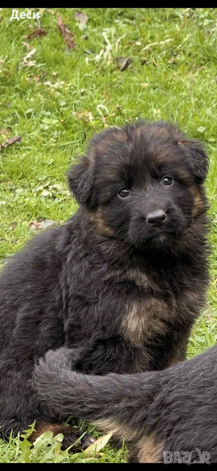 немско овчарско куче, снимка 1