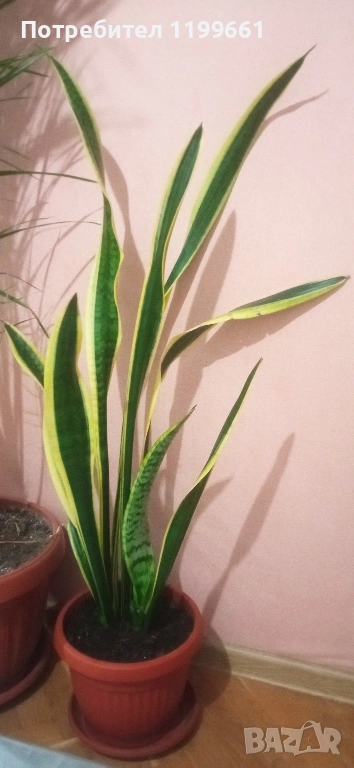 Сансевиера ( индийски меч), снимка 1