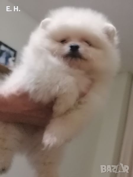 Мини померанче .  , снимка 1