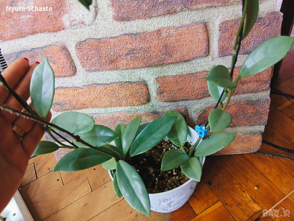 Хоя .Hoya Wilbur Graves Silver , снимка 1