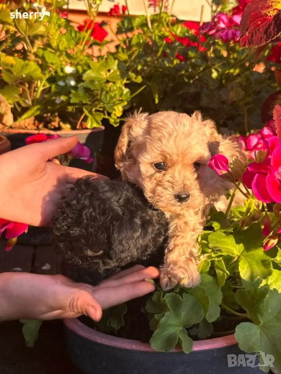 Пудел той , снимка 1