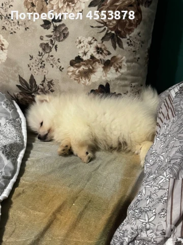 Продавам мини померан, снимка 1