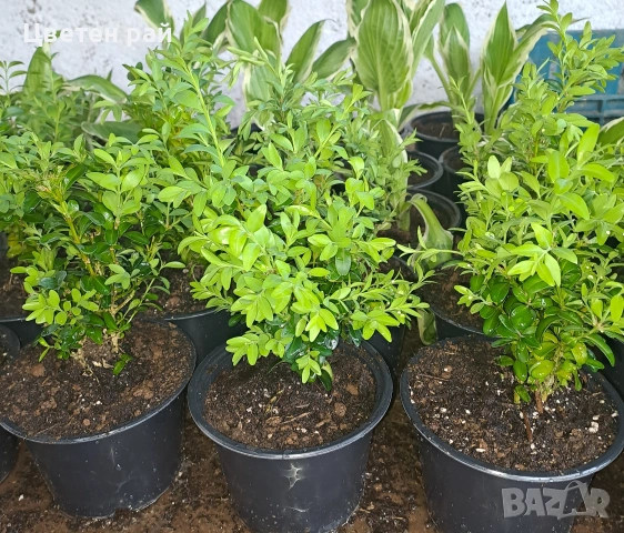 Чимшир в саксия ф13 , снимка 4 - Градински цветя и растения - 54265744