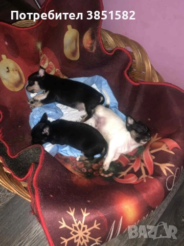 Чихуахуа -3 момчета , снимка 2 - Чихуахуа - 53118963