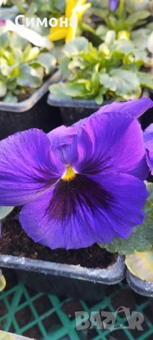 Продавам теменужки, снимка 2 - Градински цветя и растения - 53522788