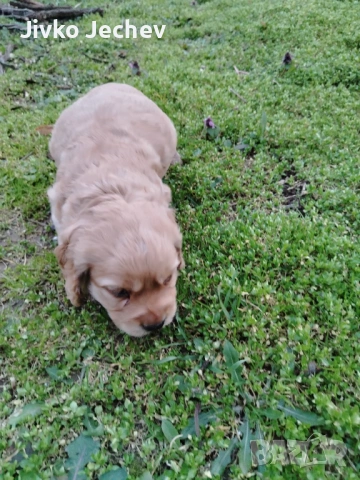 Кокер Шпаньол , снимка 8 - Кокер шпаньол - 53759516