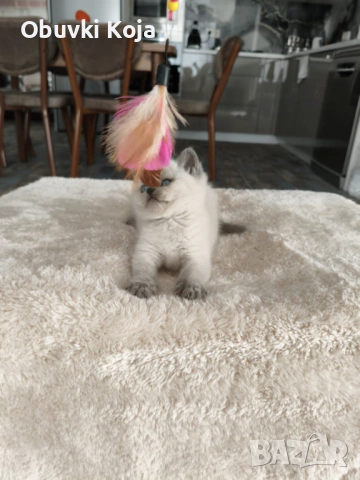 Уникален подарък за вашите любими , снимка 6 - Британска късокосместа - 53035390