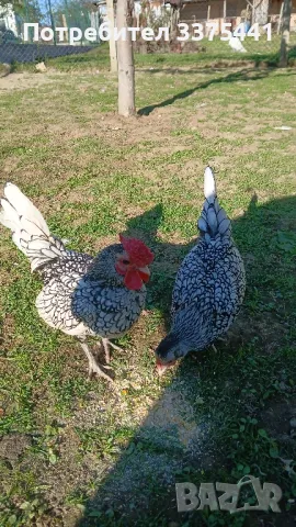 продавам свободни яйца от сребърен зибрайт изпращам по еконт , снимка 1