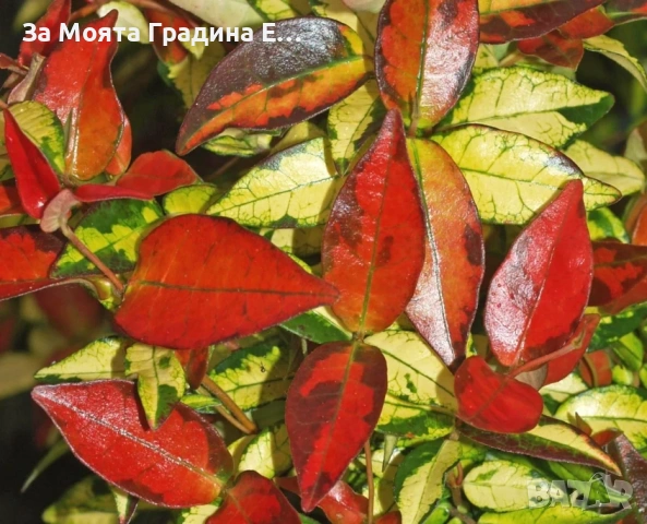 Жасмин 4 цвята, снимка 12 - Градински цветя и растения - 54019997