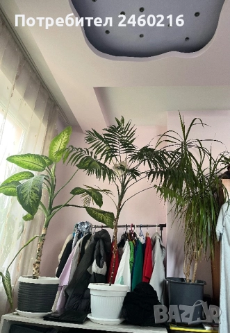 Голями стайни цветя. 