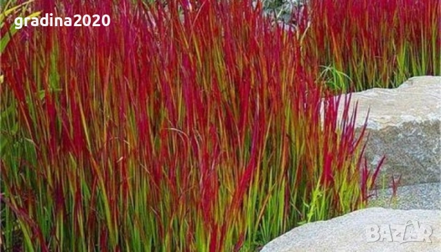 Императа / Imperata cylindrica, снимка 2 - Градински цветя и растения - 29191634