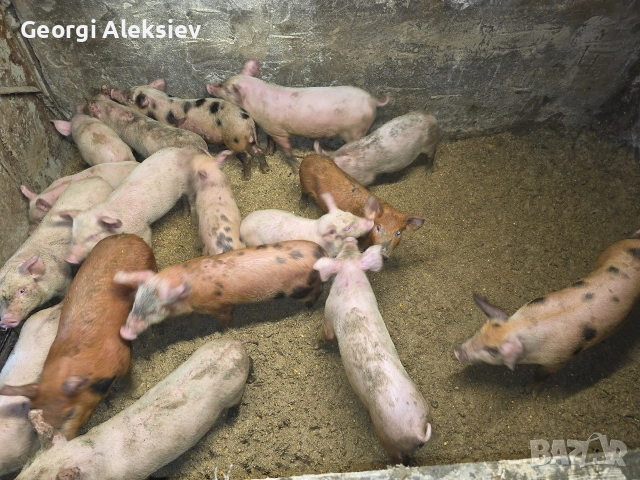 Малки прасенца от месодайни породи. , снимка 4 - Прасета - 53946863