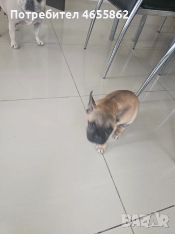 Френски съкровища търсят любящи стопани, снимка 15 - Френски булдог - 52474199