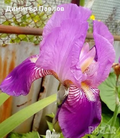 Перуника,ирис - различни цветове високи ароматни, снимка 13 - Градински цветя и растения - 37148734