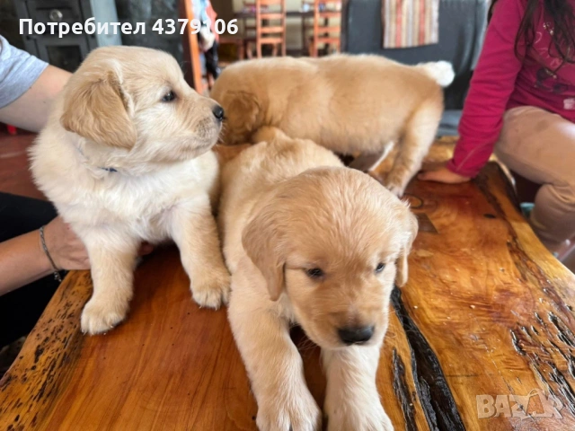 Голдън ретривър  момченце родословен баща, снимка 3 - Голдън ретривър - 53006041