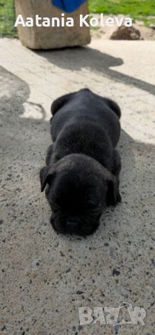 Уникални кученца родени на 29.02.2024, снимка 3 - Френски булдог - 45081799