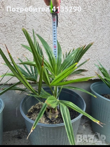 Палми - финикова и трахикарпус, снимка 5 - Градински цветя и растения - 53986087