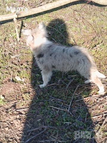 кученце бордър коли, снимка 6 - Бордър коли - 53749282