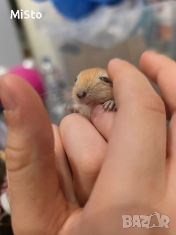 Подарявам джербили (монголска песчанка), снимка 5 - Други - 53850898