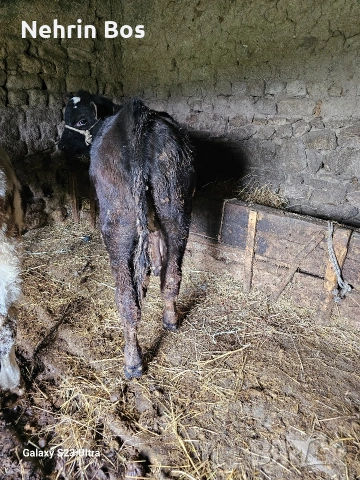 ?, снимка 3 - Други животни - 53912482