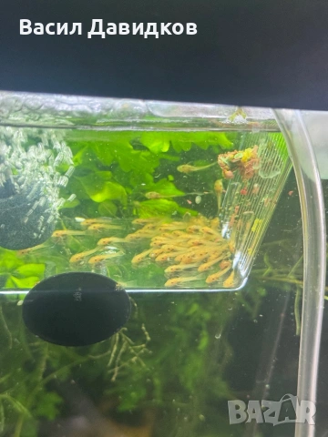 Анциструс L144 червен воал , снимка 3 - Рибки - 44500989