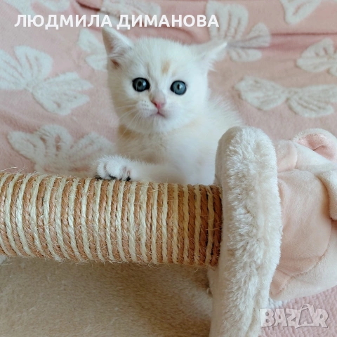 Шотландско мъжко Скоттиш Страйт. , снимка 2 - Британска късокосместа - 53782160