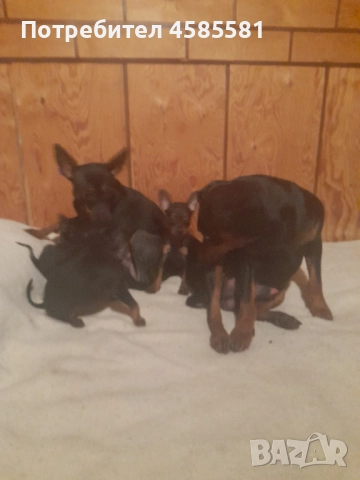 Чистокръвни немски пинери, снимка 15 - Пинчер - 52995417