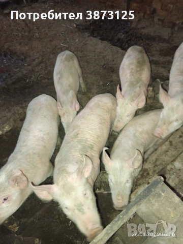 Свободни бели прасета, снимка 5 - Прасета - 53235771