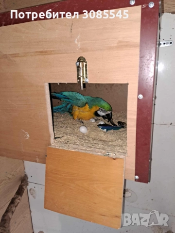 Синьо-жълта Ара двойка зряла, снимка 2 - Папагали - 51384454