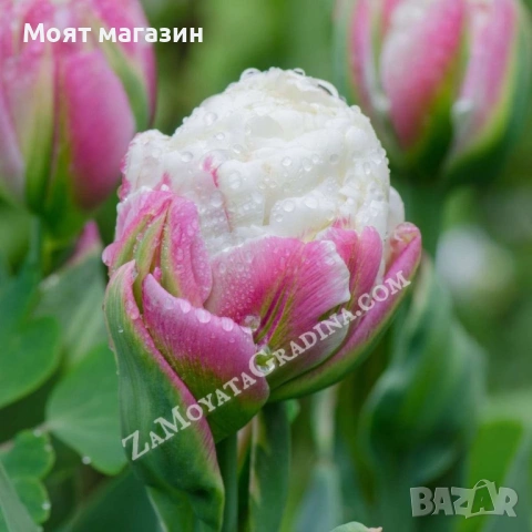 Сладоледено лале, снимка 5 - Градински цветя и растения - 53641313