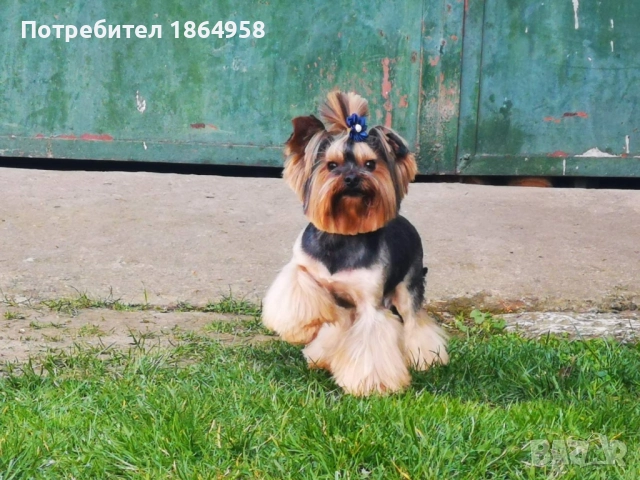 СУПЕР МИНИ ЙОРКИ Доставка, снимка 7 - Йоркширски териер - 52519399