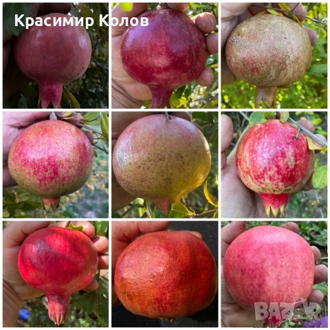 Нарове – селекция от много сортове с различни характеристики ,растения, дръвчета, снимка 12 - Градински цветя и растения - 52516852