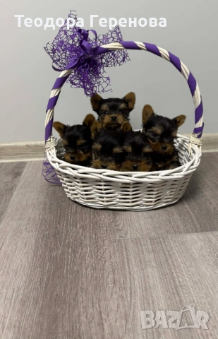 Йоркширски териер, снимка 4 - Други - 53437838