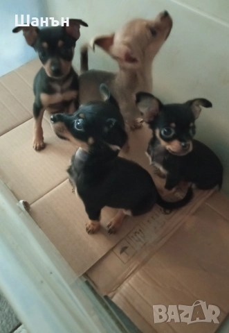 Продавам пинчери, снимка 5 - Пинчер - 52624873