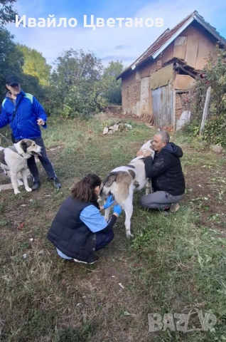 Алабай, снимка 6 - Алабай - 53941668