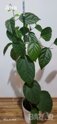 Клеродендром 