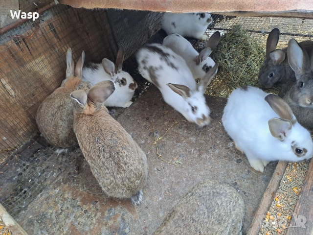 Продавам зайци