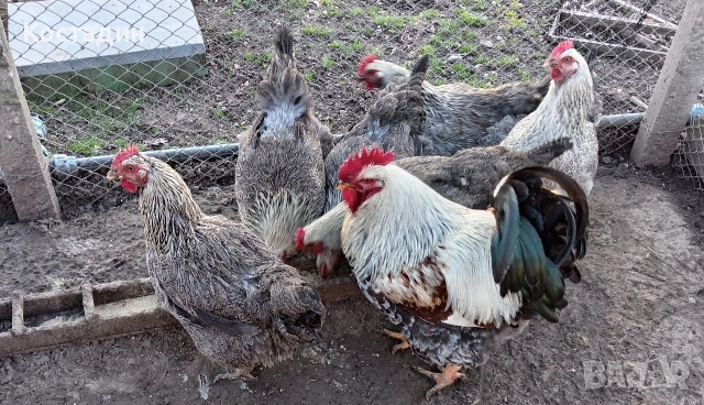 Разподни яйца , снимка 4 - Кокошки и пуйки - 53142090