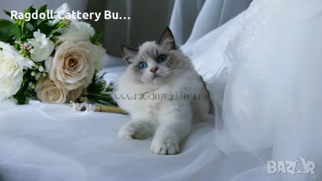 Ragdoll расово мъжко котенце, Регдол, Рагдол, снимка 1 - Други - 47486035