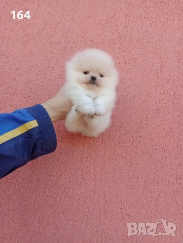 Миниатюрни мини миньони! Померани. Реални снимки! , снимка 13 - Померан - 52716338