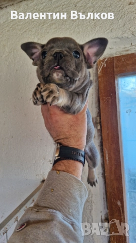 Продавам две  френски булдочета, снимка 5 - Френски булдог - 52897524