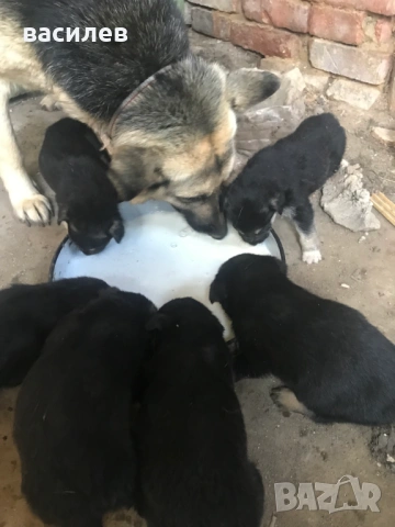 немска овчарка, снимка 5 - Немска овчарка - 53832464