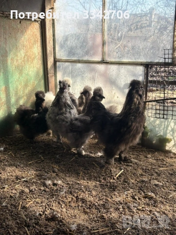 Оплодени яйца от копринки, зибрайд, антверпенска брадата и легхорн, снимка 3 - Кокошки и пуйки - 53878335