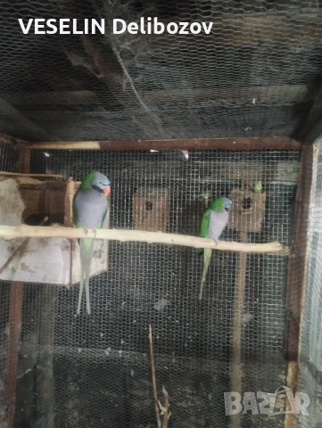 продавам папагали , снимка 3 - Папагали - 53725252